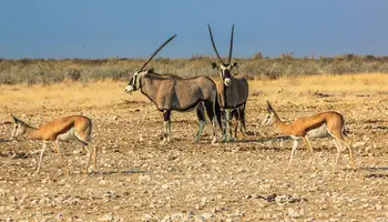 PARQUE NACIONAL DE ETOSHA