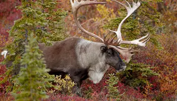 DENALI / ANCHORAGE (379 km)