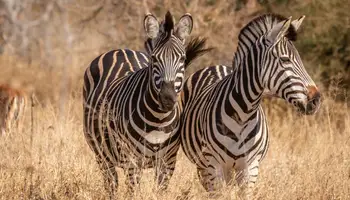 RESERVA DE SABI SABI / CIUDAD DEL CABO