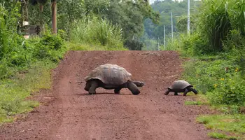 GALÁPAGOS (PLAYA TORTUGA)