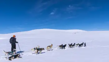 RUKA: SAFARI DE ANIMALES ÁRTICOS: HUSKIES Y RENOS