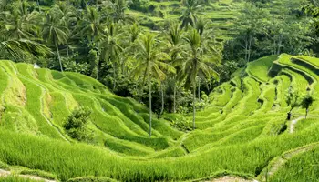 BALI/UBUD