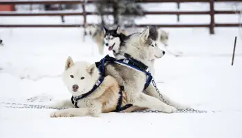 ISO SYÖTE: SAFARI EN TRINEO DE PERROS HUSKIES Y MOTOS DE NIEVE