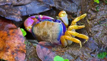 PN TORTUGUERO