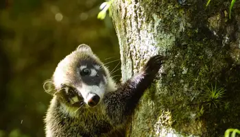 PN RINCÓN DE LA VIEJA / PLAYA CARRILLO