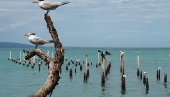 P N TORTUGUERO/CARIBE SUR