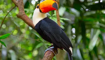 IGUAZÚ