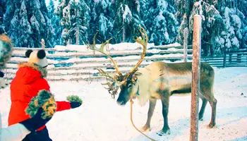 RUKA: SAFARI DE ANIMALES ÁRTICOS: HUSKIES Y RENOS