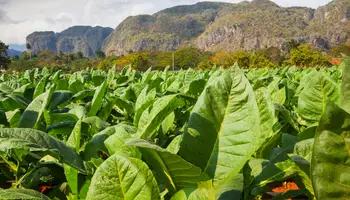 LA HABANA (VIÑALES)