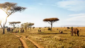 P. N. SERENGETI