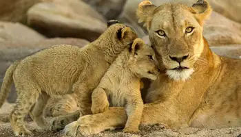 ÁREA KRUGER (RESERVA PRIVADA)