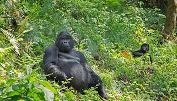 P N BWINDI (TREKKING DE GORILAS DE MONTAÑA)