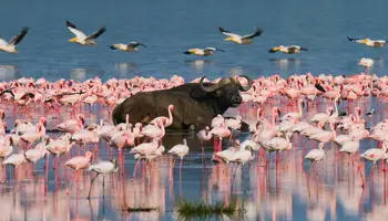 AMBOSELI / LAGO NAKURU
