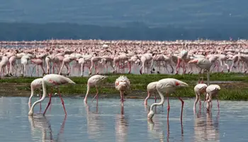 P. N. DE ABERDARE / P. N. LAGO NAKURU