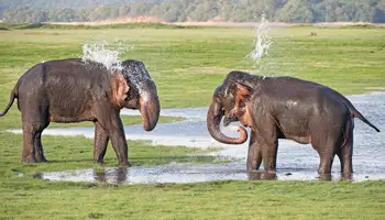 SIGIRIYA/PARQUE NACIONAL MINNERIYA/SIGIRIYA