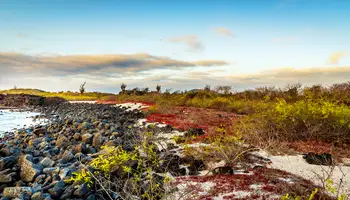 GALÁPAGOS (ISLA FLOREANA: PUNTA CORMORANT / ISLOTE CHAMPION / POST OFFICE)