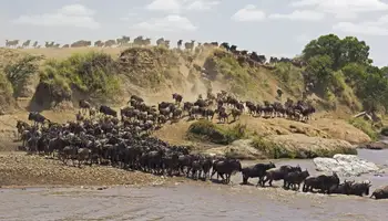 R. N. MASAI MARA