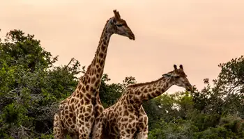 RESERVA PRIVADA AMAKHALA