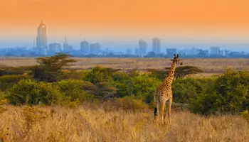 P N TARANGIRE / ARUSHA / KILIMANJARO / NAIROBI