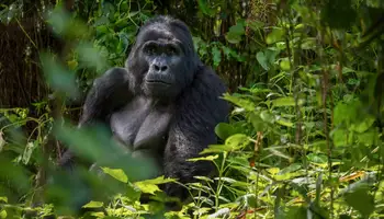 KIBALE / P. N. QUEEN ELIZABETH