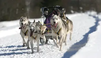 ALTA – TRINEO DE PERROS