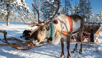 RUKA: SAFARI DE ANIMALES ÁRTICOS: HUSKIES Y RENOS