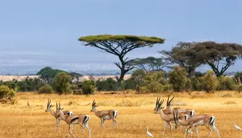 NAIROBI / P. N. AMBOSELI