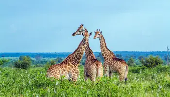 CIUDAD DEL CABO/JOHANNESBURGO/MPUMALANGA/ÁREA DEL PARQUE KRUGER