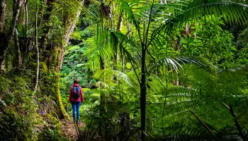 THALA BEACH O DAINTREE ECO LODGE