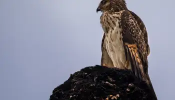 ABU DHABI / HOSPITAL DE HALCONES / SEAWORLD / QASR AL WATAN