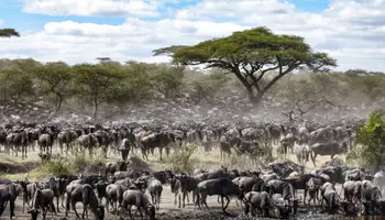 R. N. MASAI MARA