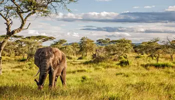 ARUSHA / P N SERENGETI