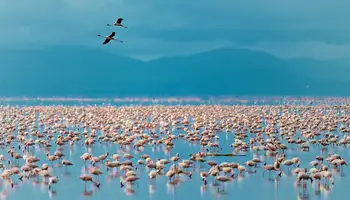 ÁREA DE NGORONGORO /P. N. LAGO MANYARA O TARANGIRE