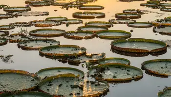 RÍO DE JANEIRO / CAMPO GRANDE / PANTANAL