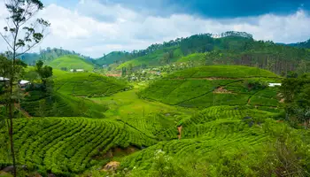 KANDY/PLANTACIÓN DE TÉ/NUWARA ELIYA