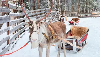 SALLA: TRINEO DE RENOS Y ALMUERZO EN KOTA