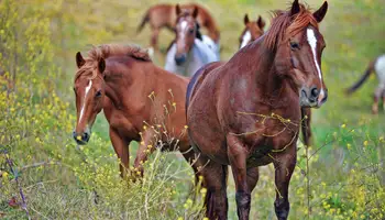 SAN FRANCISCO / MONTEREY / CARMEL / LOMPOC (465 KM)