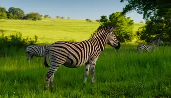 ÁREA KRUGER / ESUATINI (SWAZILANDIA)