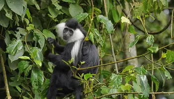 PARQUE NACIONAL NYUNGWE FOREST