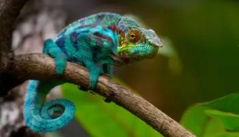 P. N. ISALO / P. N. ZOMBITSE / TULEAR