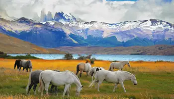 EL CALAFATE (ESTANCIA CON CABALGATA)