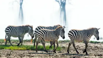 P. N. AMBOSELI / P. N. LAGO NAKURU O LAGO NAIVASHA