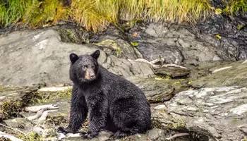 ÁREA WASILLA/ VALDEZ (432 km)