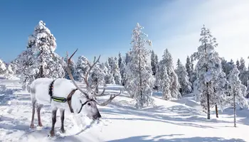 YLLÄS: SAFARI EN MOTOS DE NIEVE, ALMUERZO Y SAFARI DE RENOS