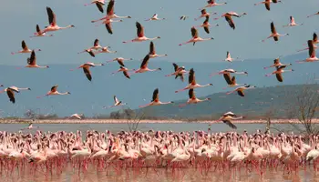 AMBOSELI/LAGO NAKURU