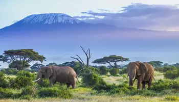 P. N. LAGO MANYARA O TARANGIRE / P. N. AMBOSELI