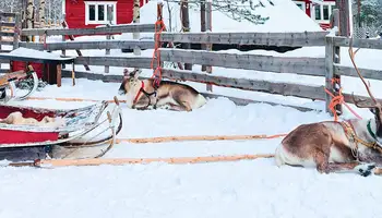 RUKA: ANIMALES ÁRTICOS: SAFARI DE HUSKIES Y RENOS