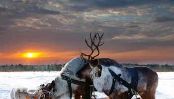 RUKA: SAFARI DE ANIMALES ÁRTICOS: HUSKIES Y RENOS
