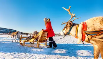 RUKA: ANIMALES ÁRTICOS: SAFARI DE HUSKIES Y RENOS