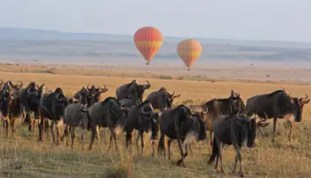MASAI MARA